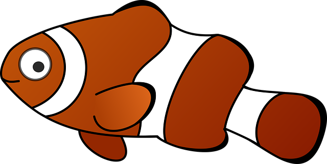 clownfish swim image