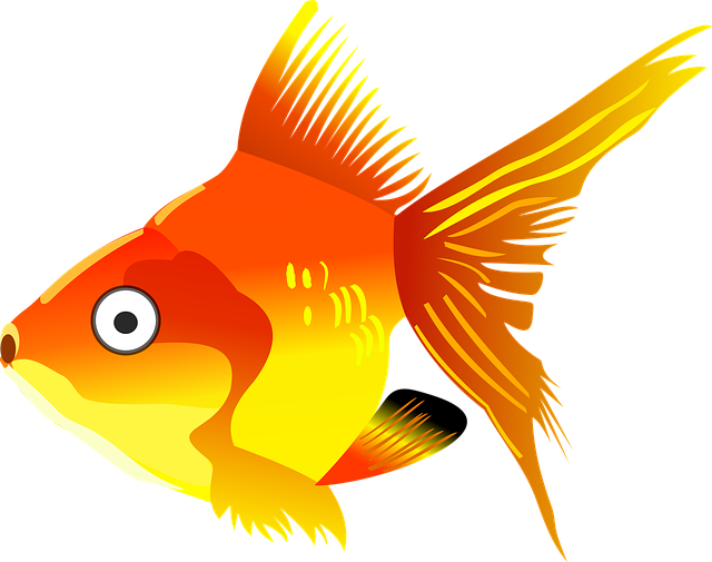 goldfish swim image
