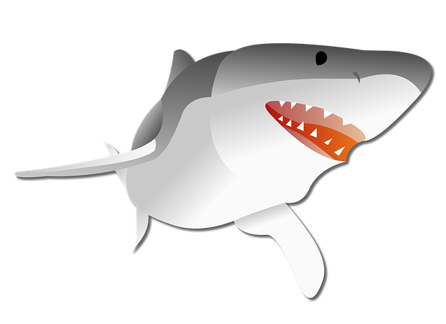 shark swim image